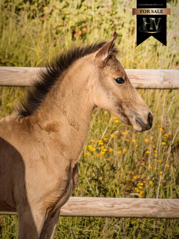 Colt KWPN Dutch Warmblood For sale 2026 Buckskin