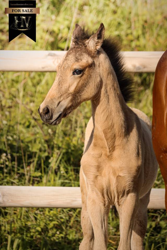 Colt KWPN Dutch Warmblood For sale 2026 Buckskin
