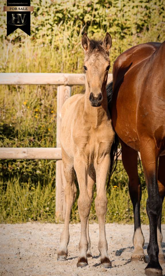 Colt KWPN Dutch Warmblood For sale 2026 Buckskin