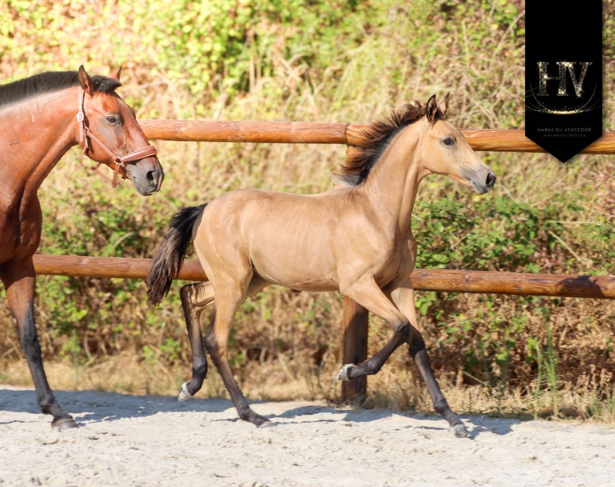 Colt KWPN Dutch Warmblood For sale 2026 Buckskin