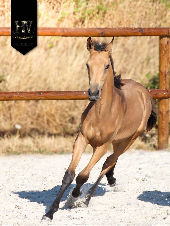 Colt KWPN Dutch Warmblood For sale 2026 Buckskin