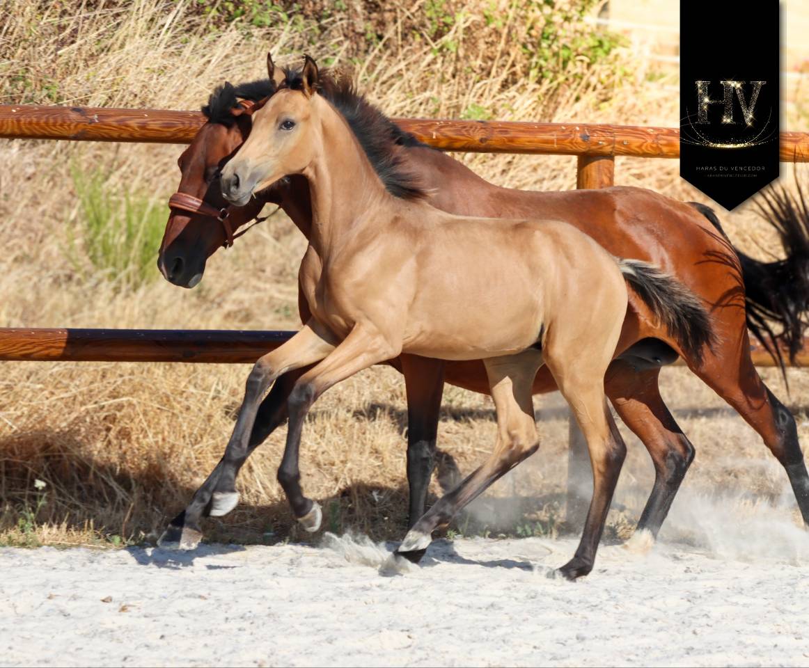 Colt KWPN Dutch Warmblood For sale 2026 Buckskin