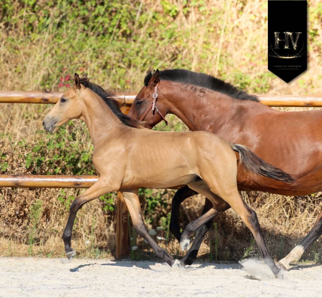 Colt KWPN Dutch Warmblood For sale 2026 Buckskin