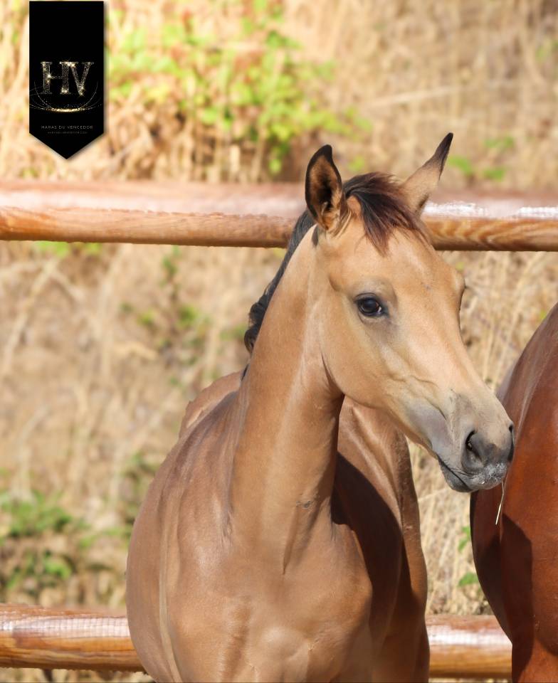 Colt KWPN Dutch Warmblood For sale 2026 Buckskin