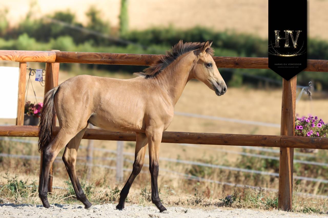 Colt KWPN Dutch Warmblood For sale 2026 Buckskin