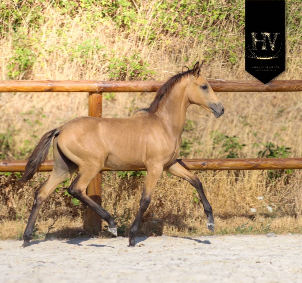 Colt KWPN Dutch Warmblood For sale 2026 Buckskin