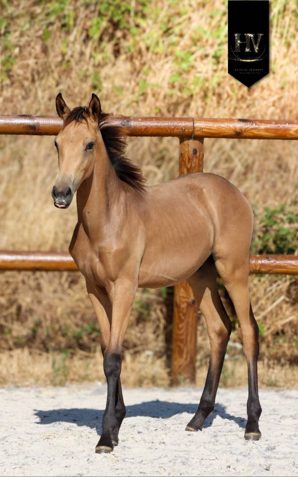 Colt KWPN Dutch Warmblood For sale 2026 Buckskin