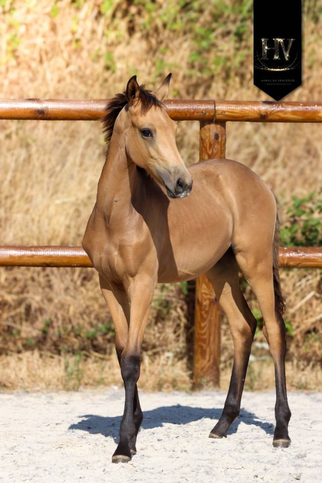 Colt KWPN Dutch Warmblood For sale 2026 Buckskin