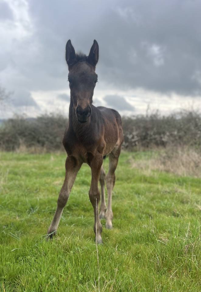 Filly Selle Fran&ccedil;ais For sale 2026 Dark Bay