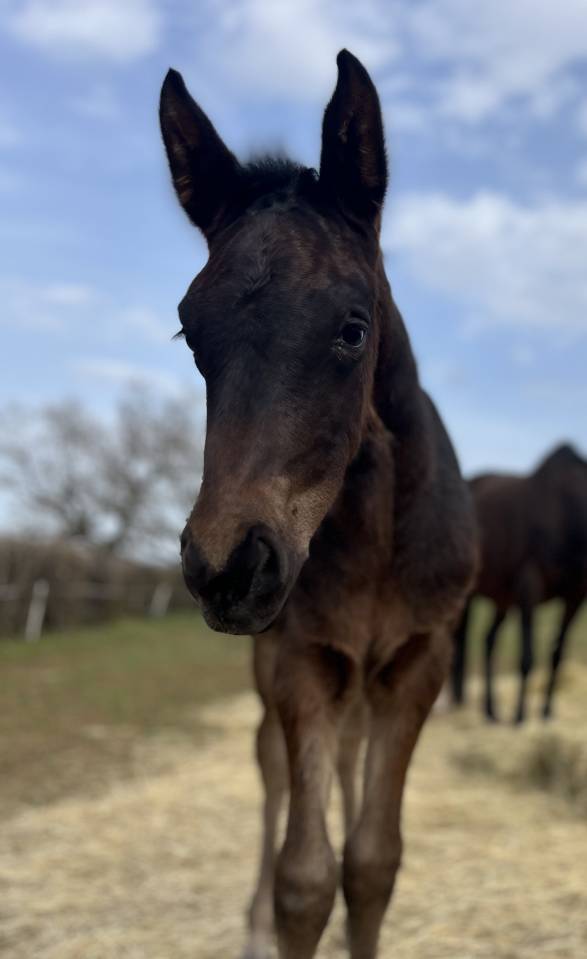 Filly Selle Fran&ccedil;ais For sale 2026 Dark Bay