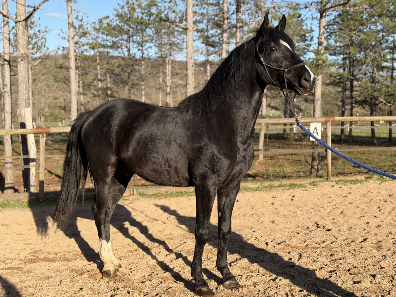 Gelding Barb Arabian For sale 2021 Black