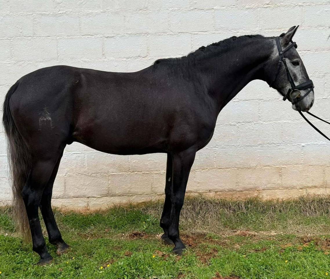 Entire Lusitano For sale 2021 Grey