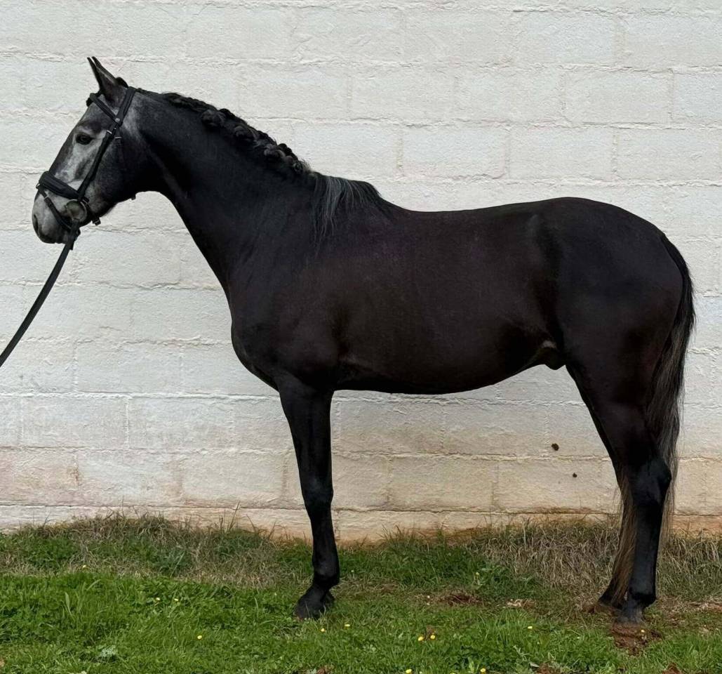 Entire Lusitano For sale 2021 Grey