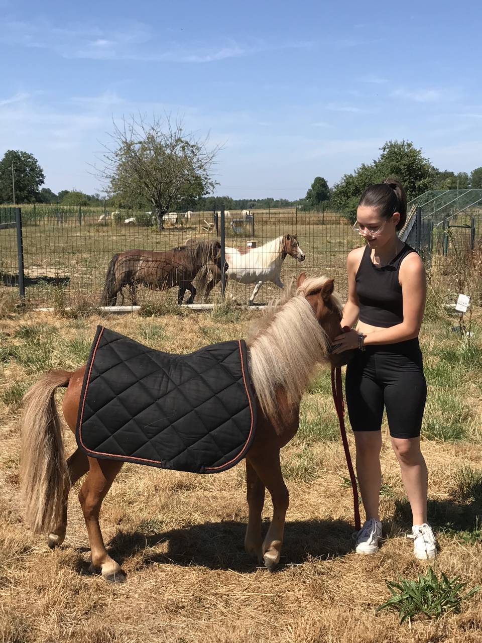 Gelding Shetland Pony For sale 2022 Chesnut