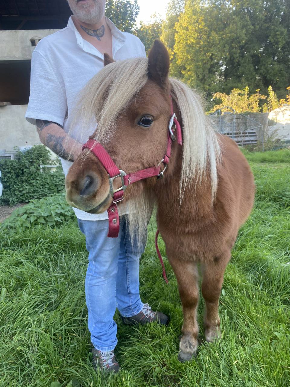 Gelding Shetland Pony For sale 2022 Chesnut