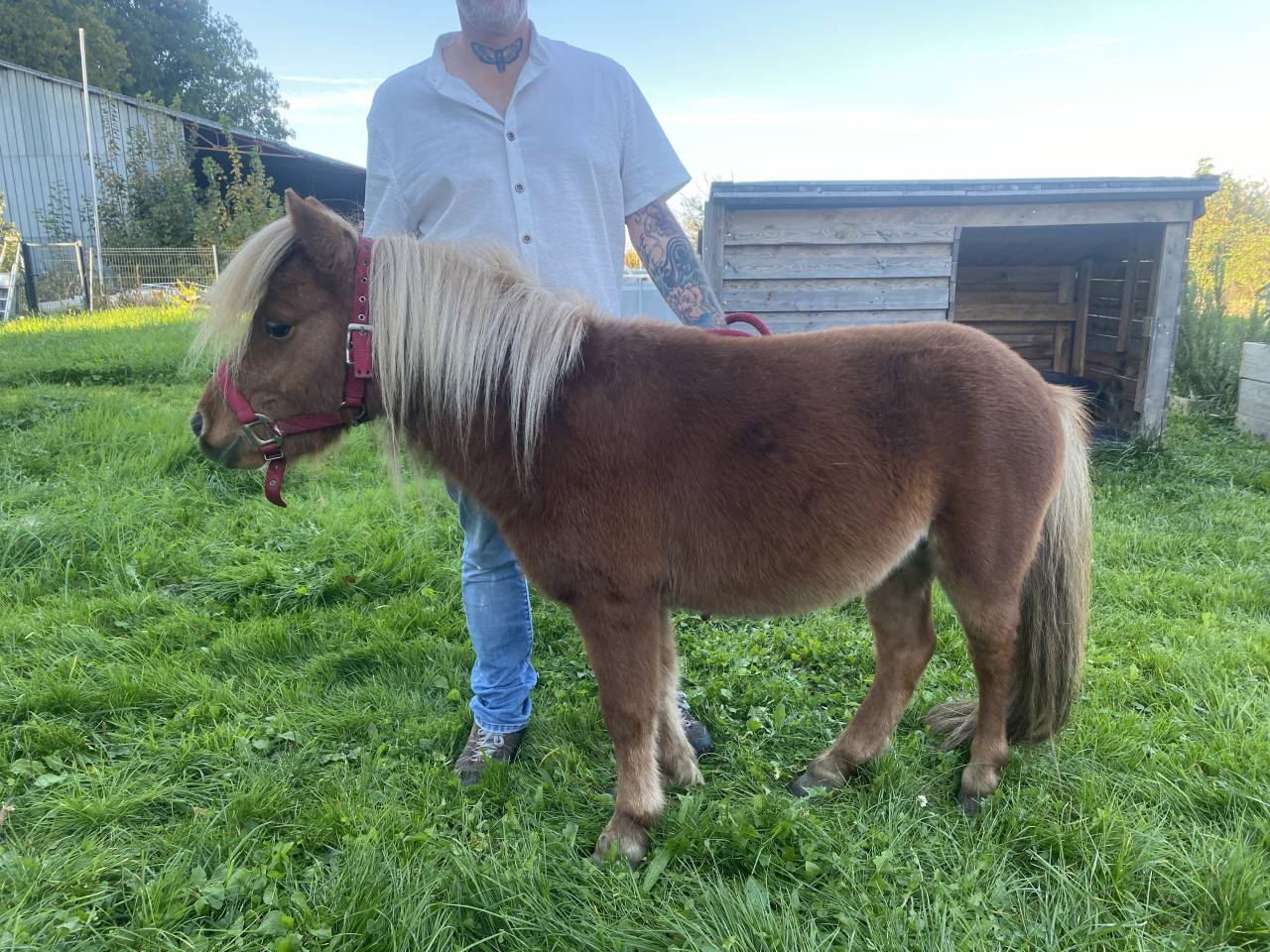 Gelding Shetland Pony For sale 2022 Chesnut