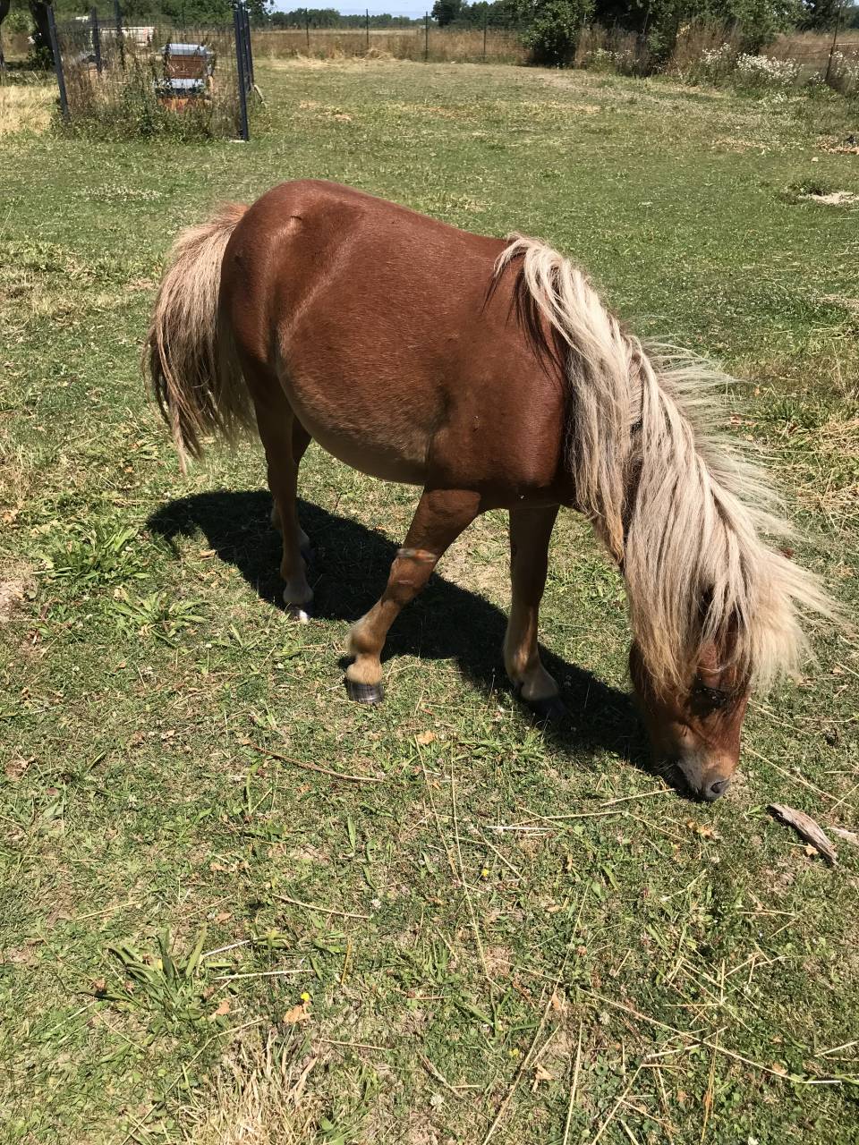 Gelding Shetland Pony For sale 2022 Chesnut