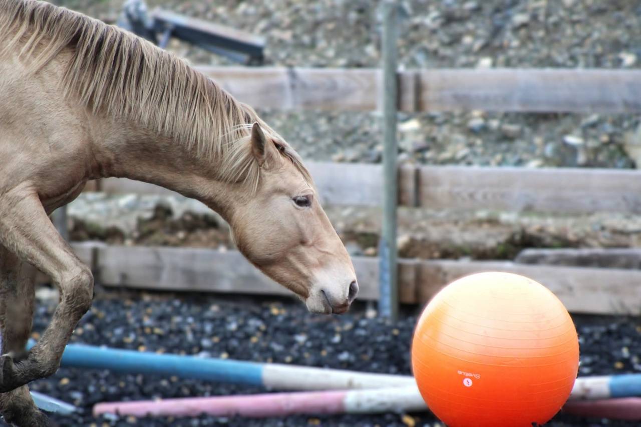 Panadero de pana - PRE Pure Spanish Bred 2022