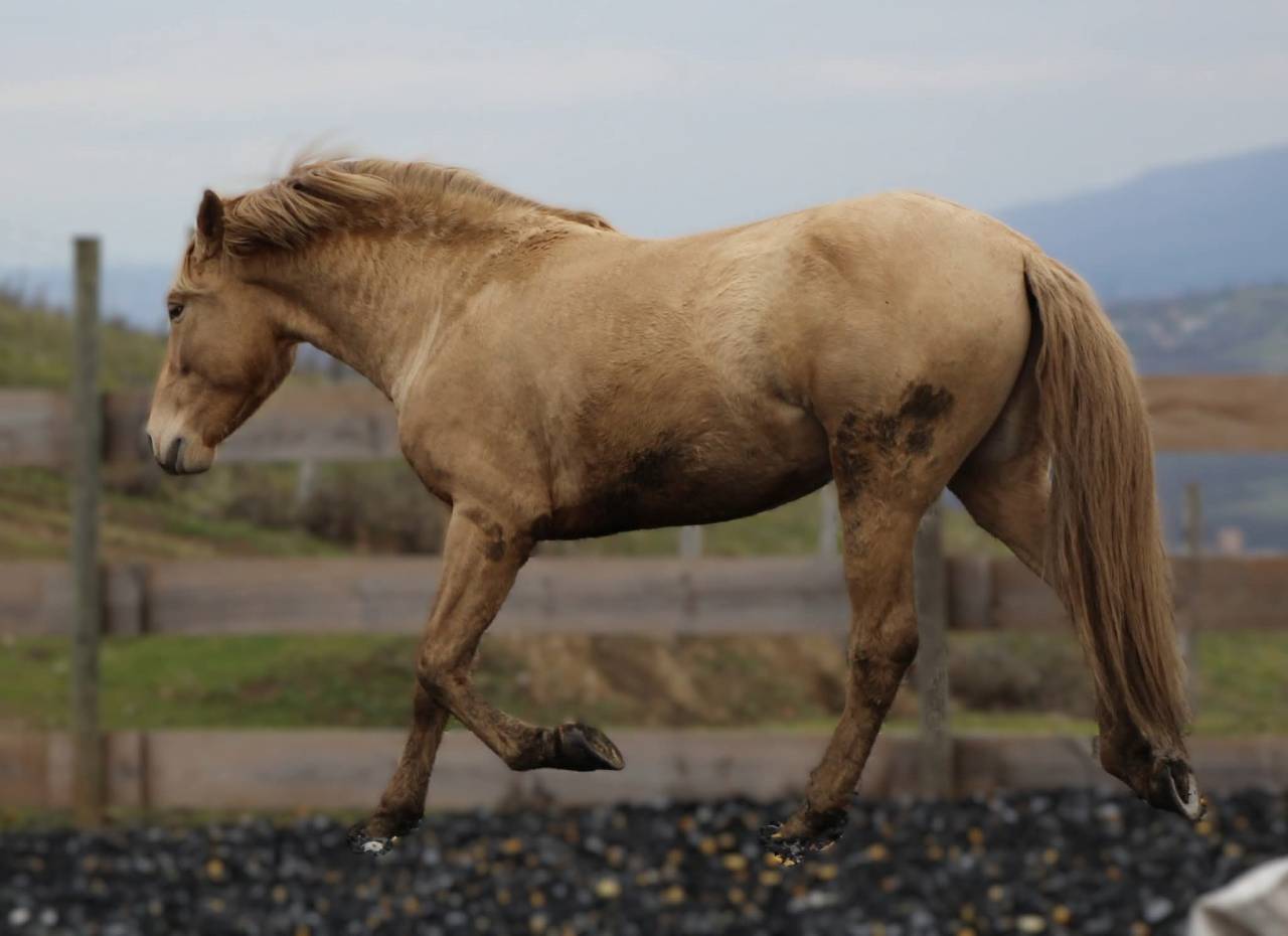 Panadero de pana - PRE Pure Spanish Bred 2022