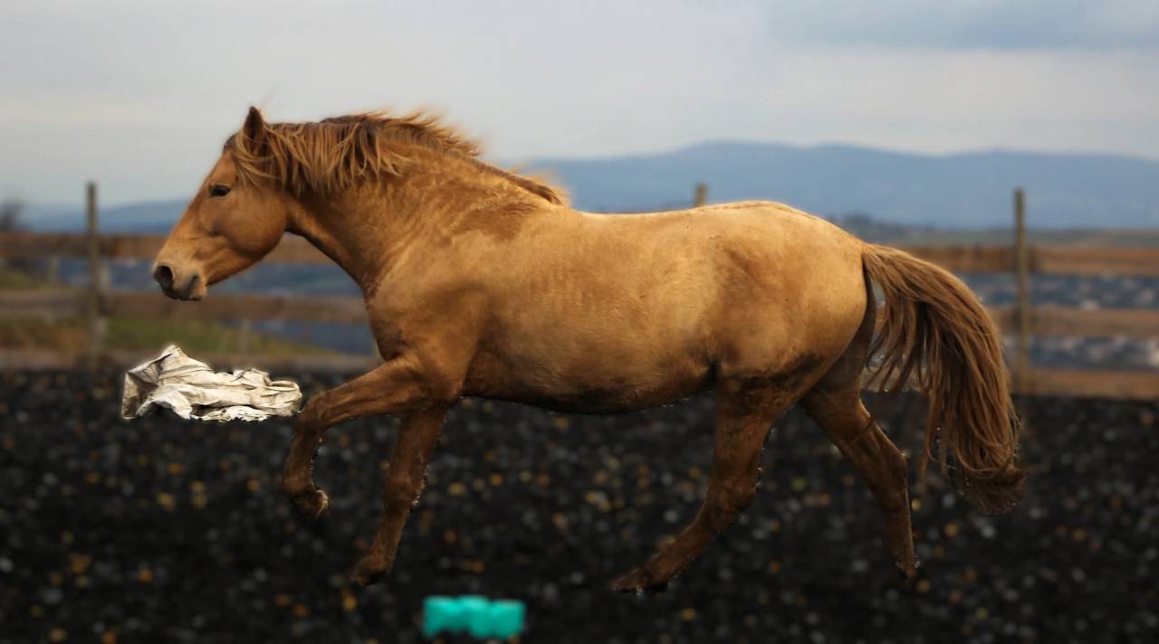 Panadero de pana - PRE Pure Spanish Bred 2022