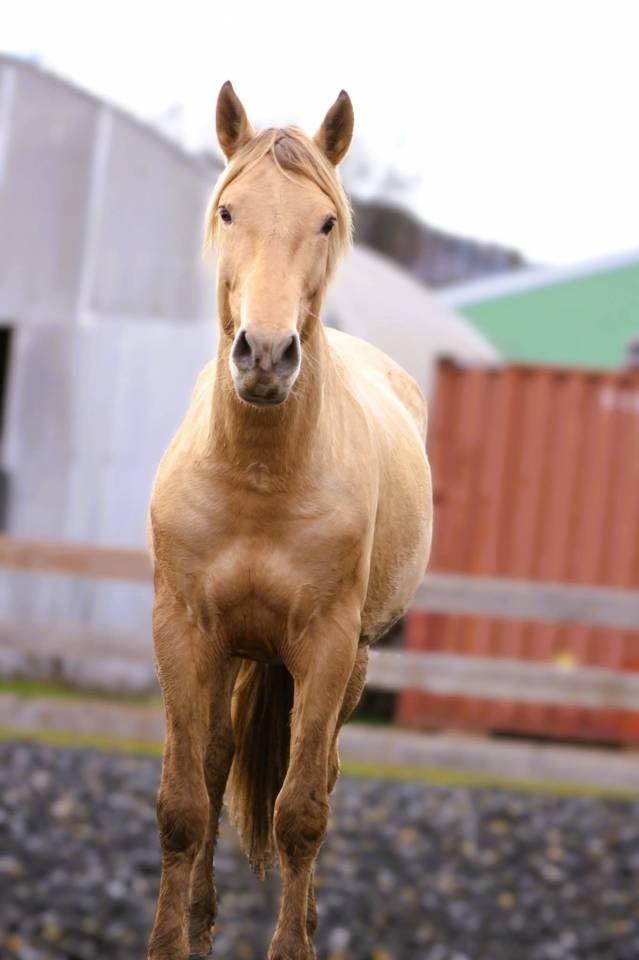 Panadero de pana - PRE Pure Spanish Bred 2022