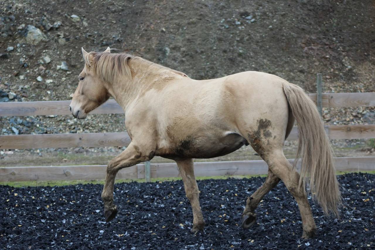 Panadero de pana - PRE Pure Spanish Bred 2022