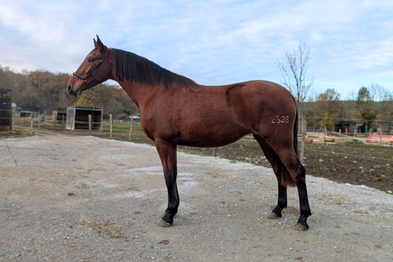 Mare PRE Pure Spanish Bred For sale 2022 Bay