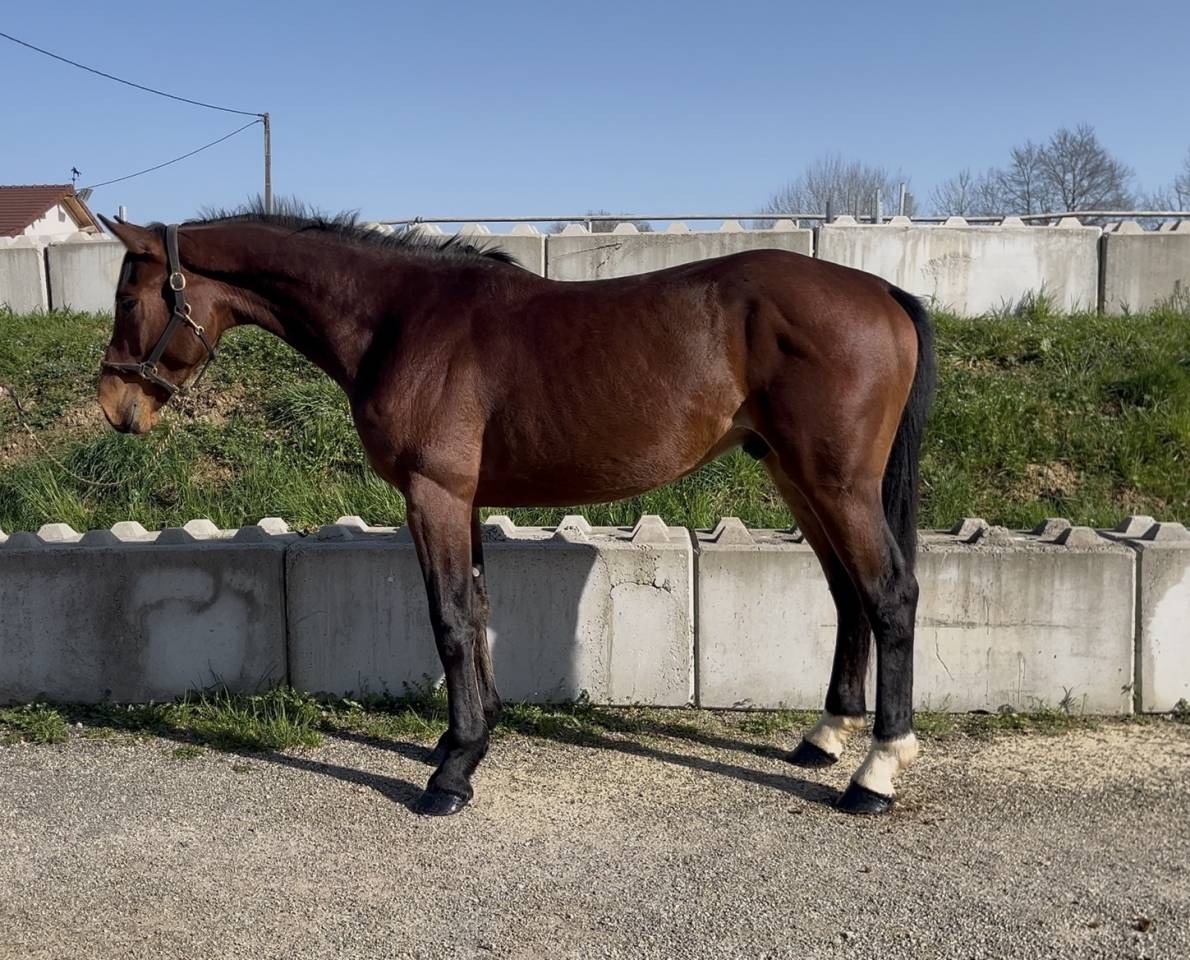 Gelding Selle Fran&ccedil;ais For sale 2023 Bay