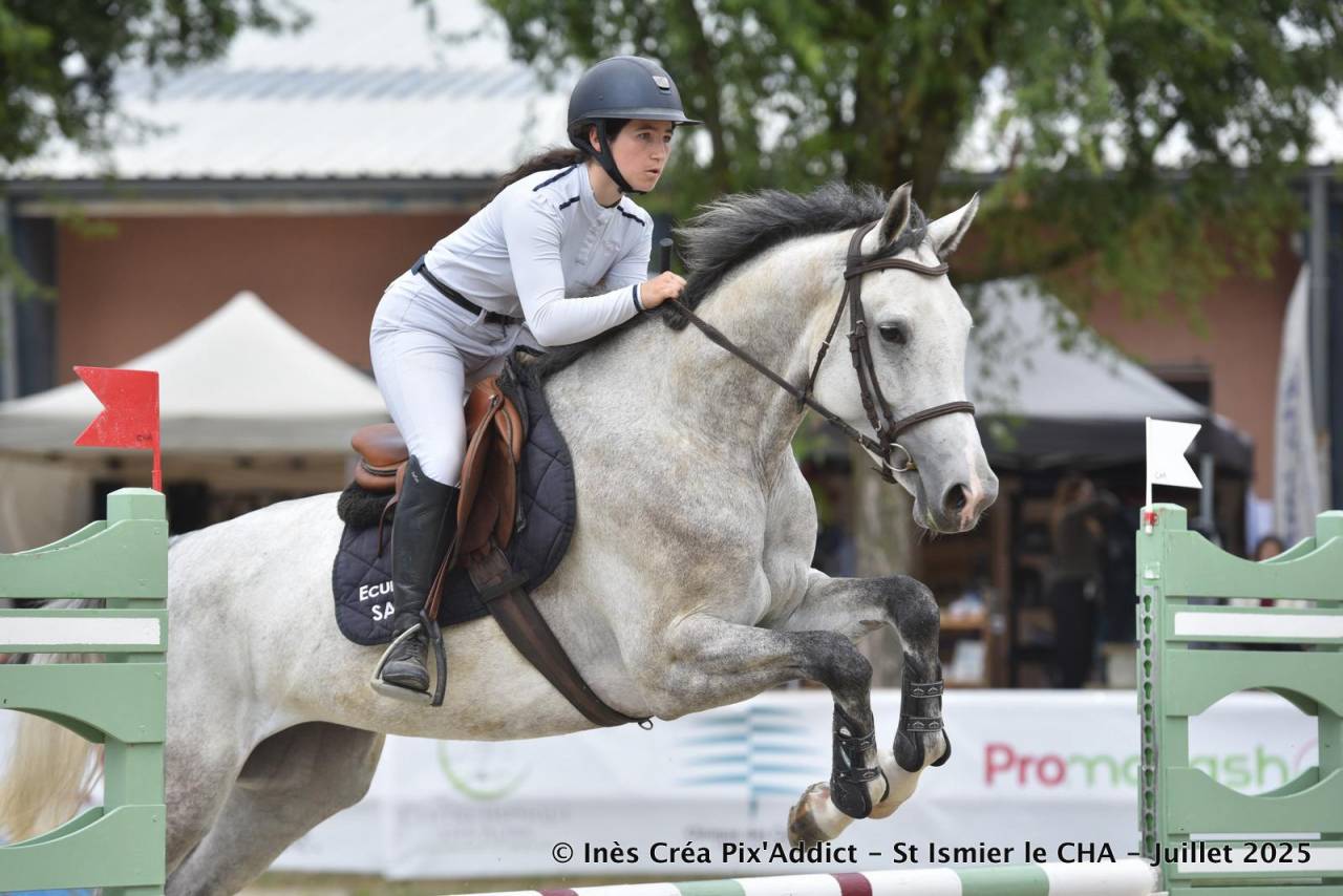 Mare Zangersheide For sale 2020 Grey