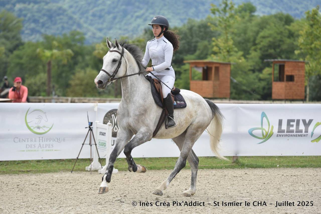 Mare Zangersheide For sale 2020 Grey