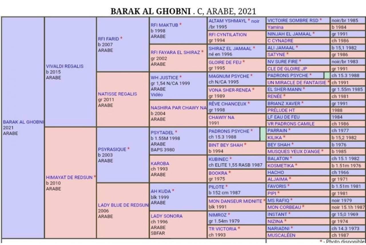 Entire Arabian For sale 2021 Bay