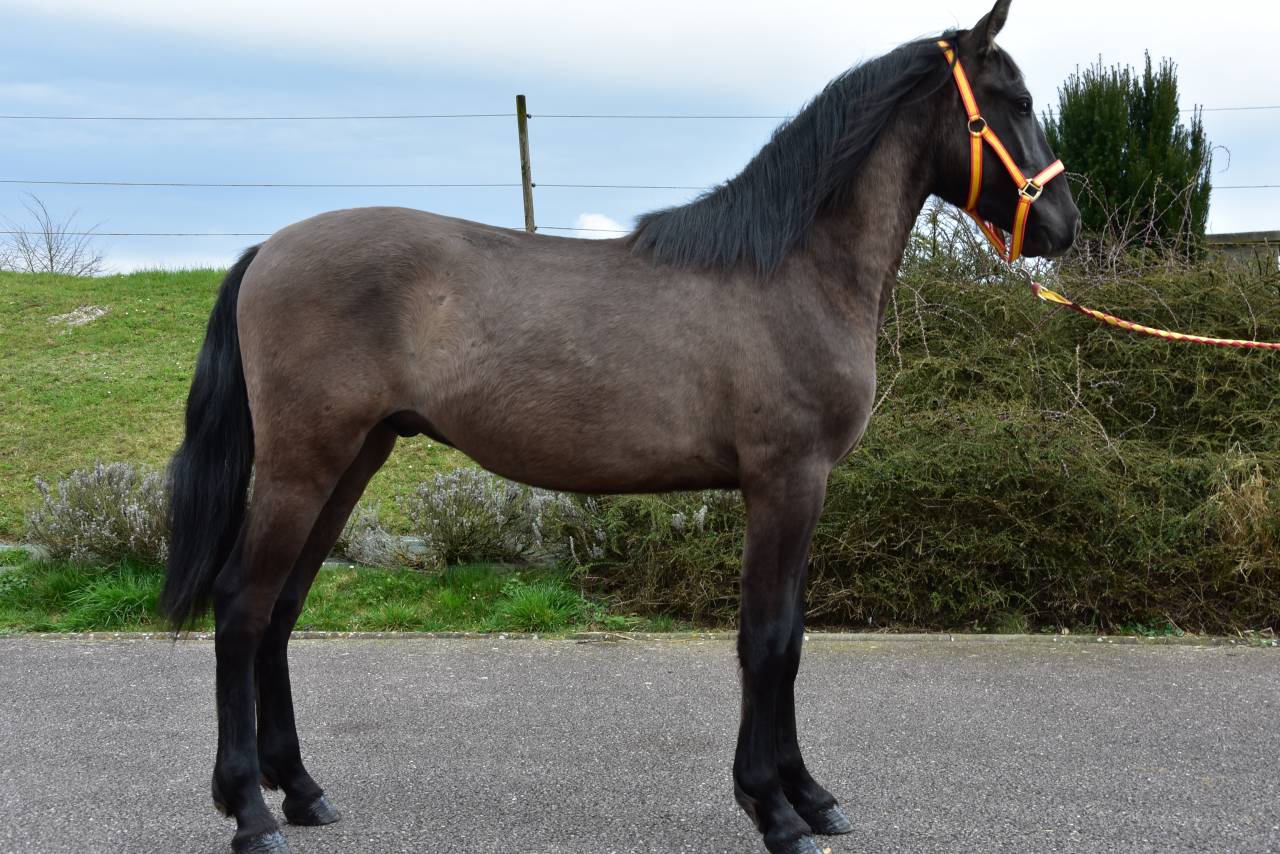 Entire PRE Pure Spanish Bred For sale 2024 Black