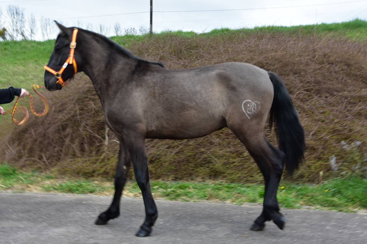 Entire PRE Pure Spanish Bred For sale 2024 Black