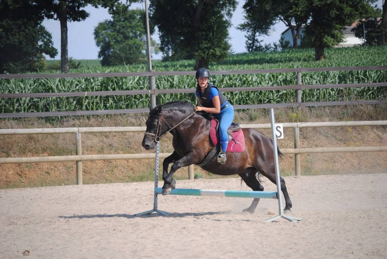 Gelding No Origin Recorded For sale 2007 Black