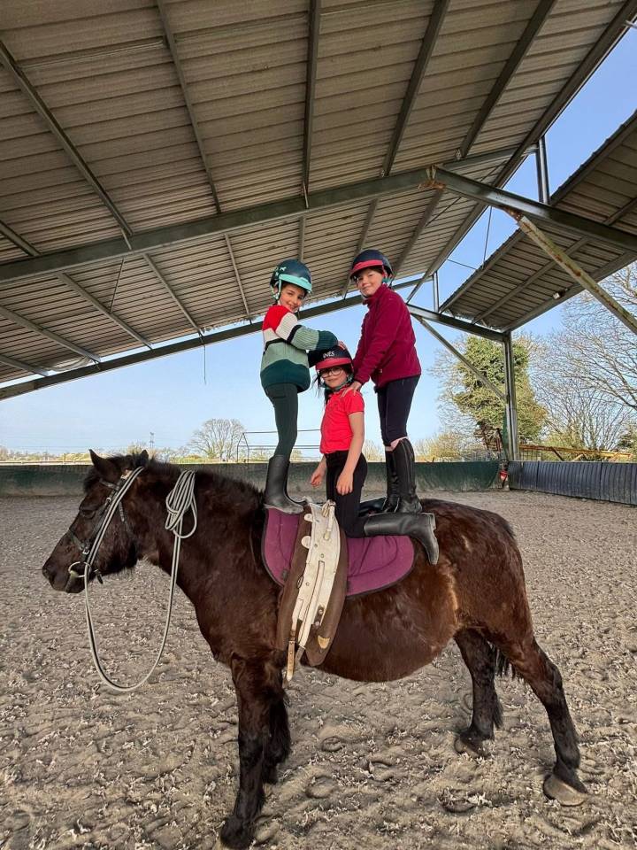 Gelding No Origin Recorded For sale 2007 Black