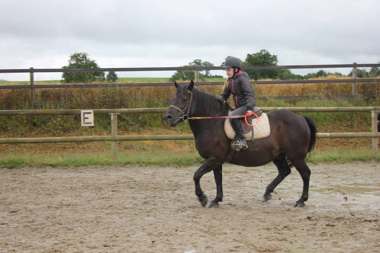 Gelding No Origin Recorded For sale 2007 Black