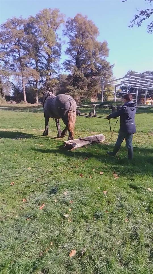 Filly Origin Recorded For sale 2022 Grey