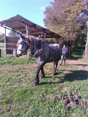 Filly Origin Recorded For sale 2022 Grey