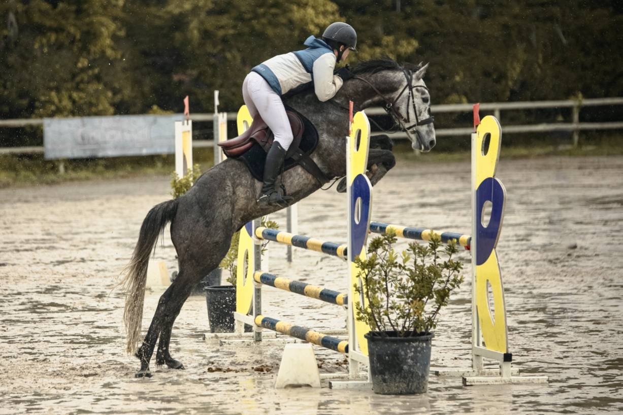 Gelding Origin Recorded For sale 2017 Grey