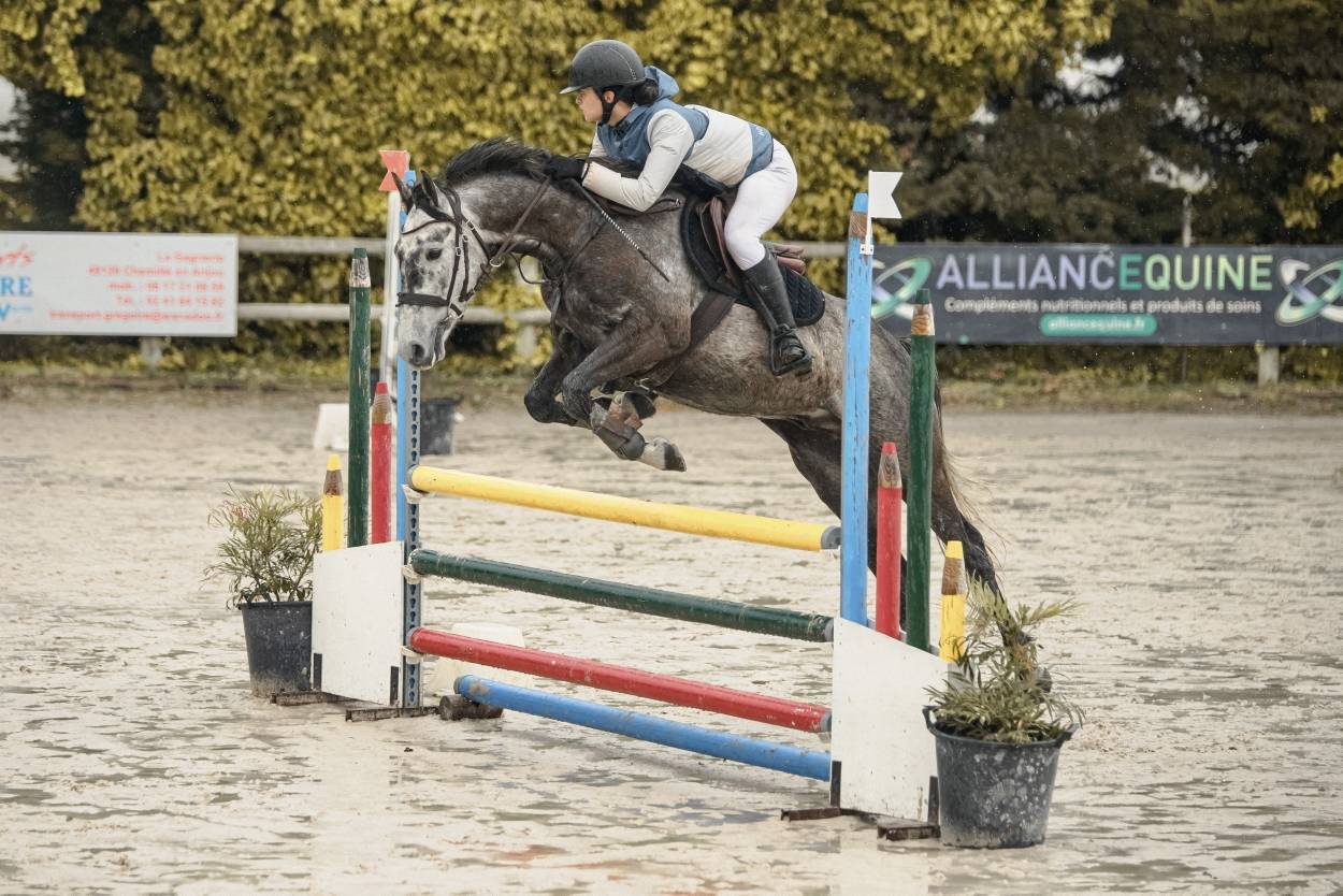 Gelding Origin Recorded For sale 2017 Grey