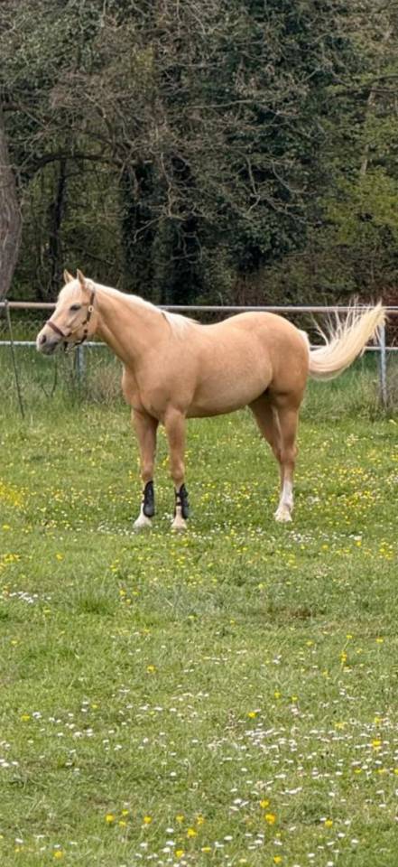 Gelding Quarter For sale 2020 Palomino