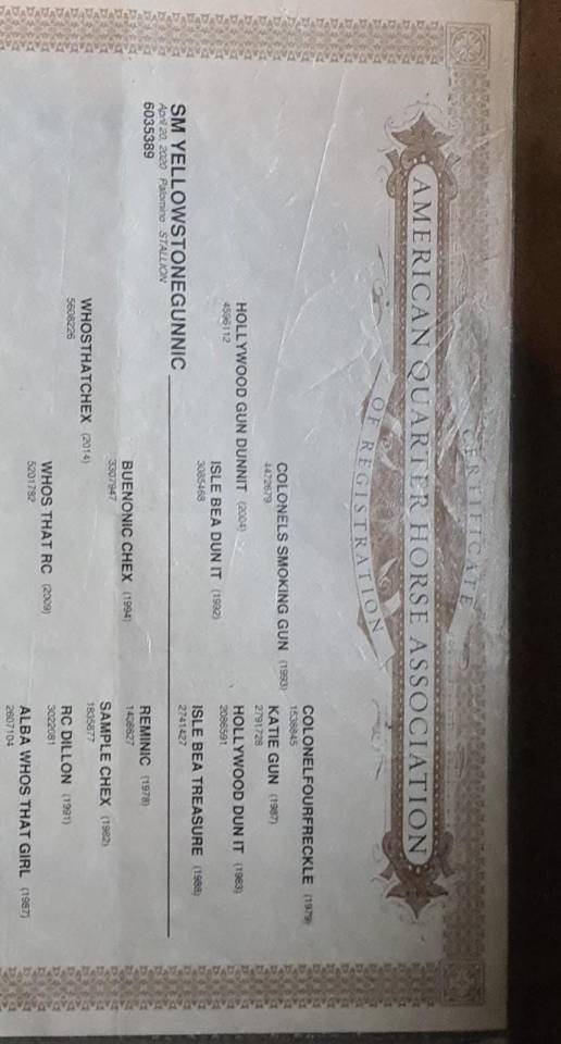 Gelding Quarter For sale 2020 Palomino