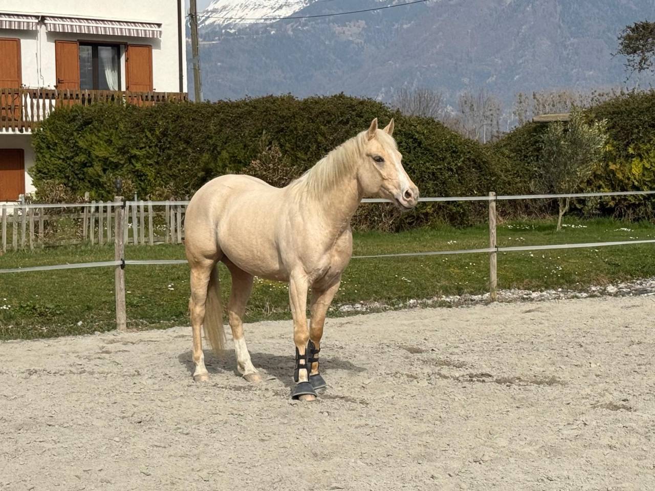 Gelding Quarter For sale 2020 Palomino