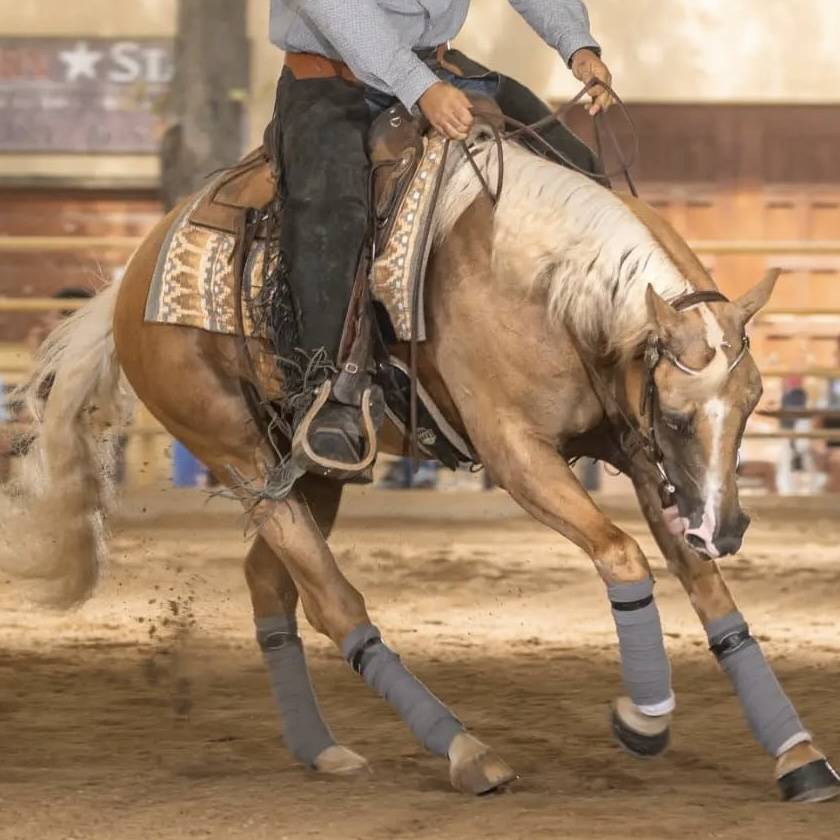 Gelding Quarter For sale 2020 Palomino
