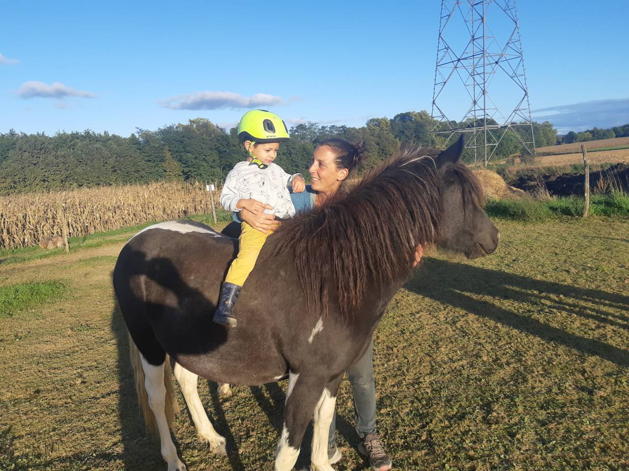 Mare Pottok  For sale 2023 Coloured