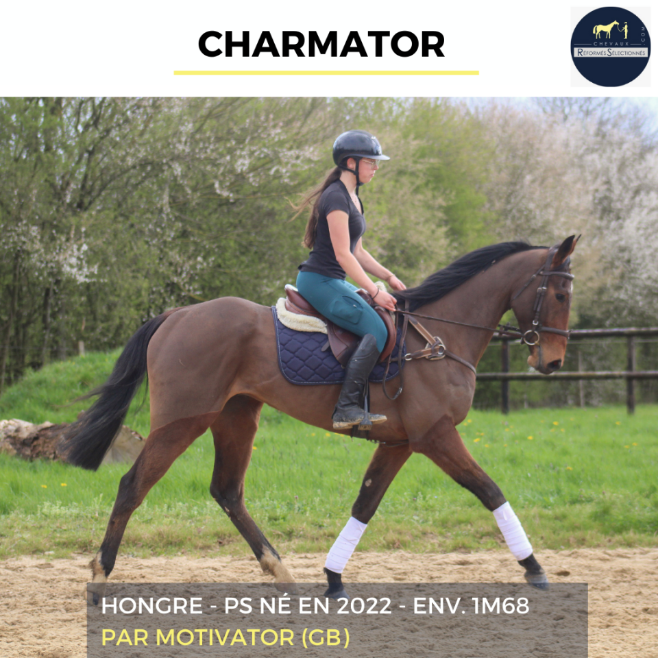 Gelding Thoroughbred For sale 2022 Bay