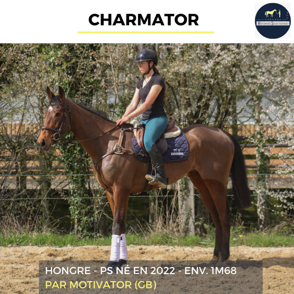 Gelding Thoroughbred For sale 2022 Bay