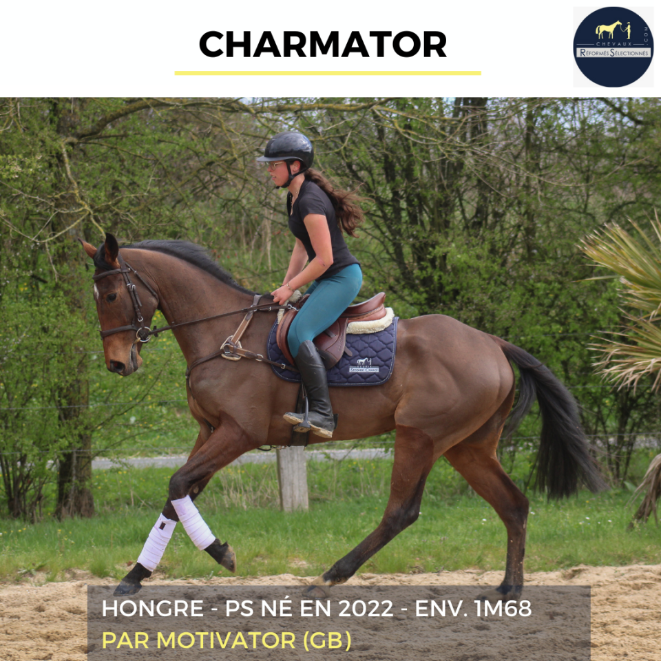 Gelding Thoroughbred For sale 2022 Bay