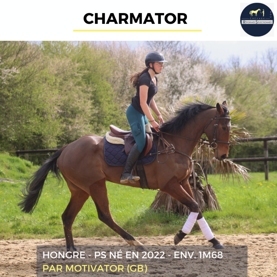 Gelding Thoroughbred For sale 2022 Bay