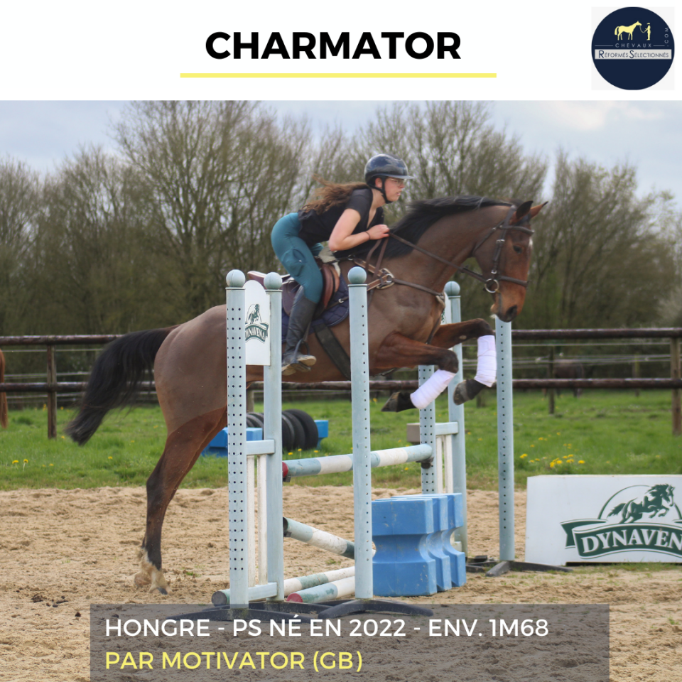 Gelding Thoroughbred For sale 2022 Bay